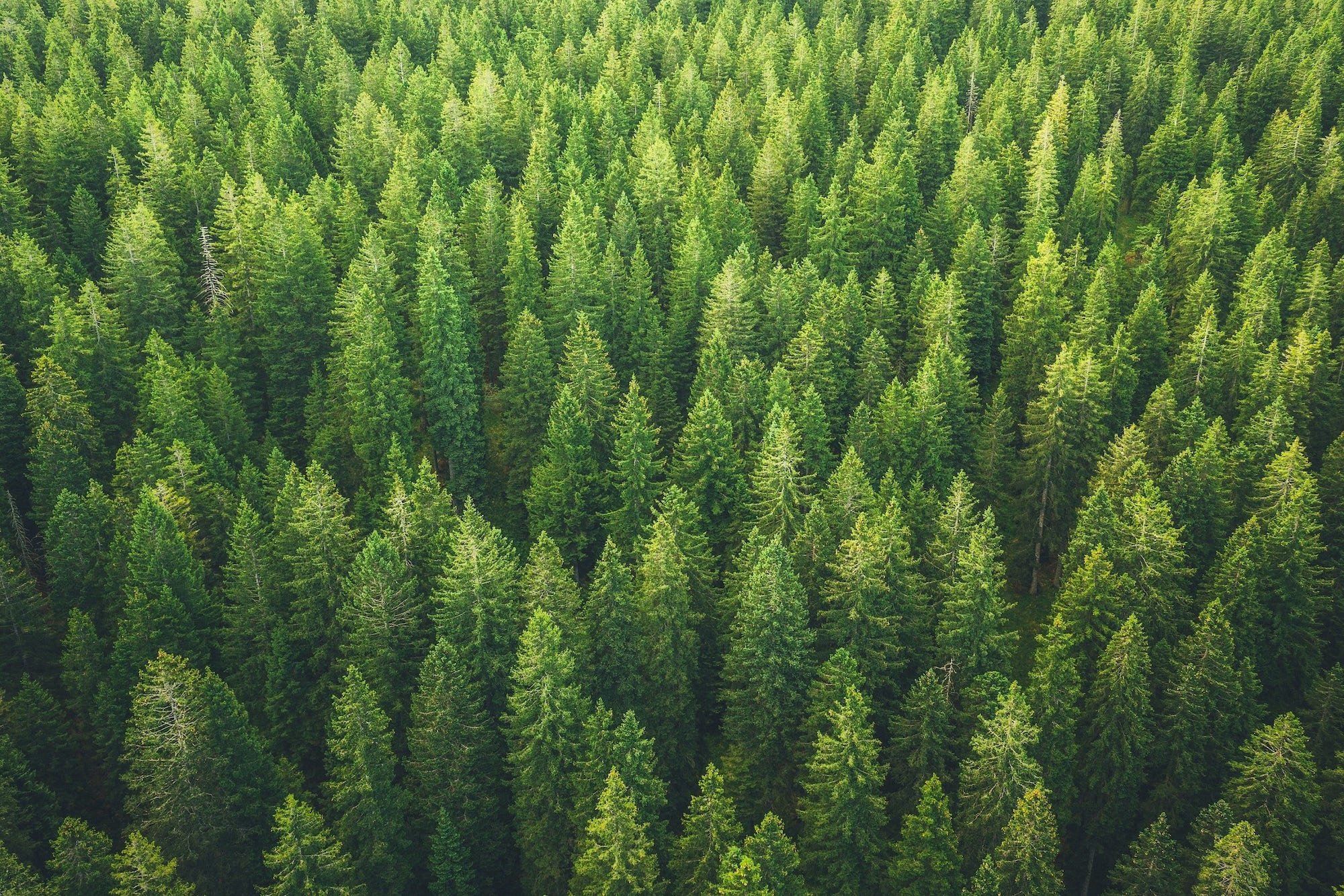 Sustainability